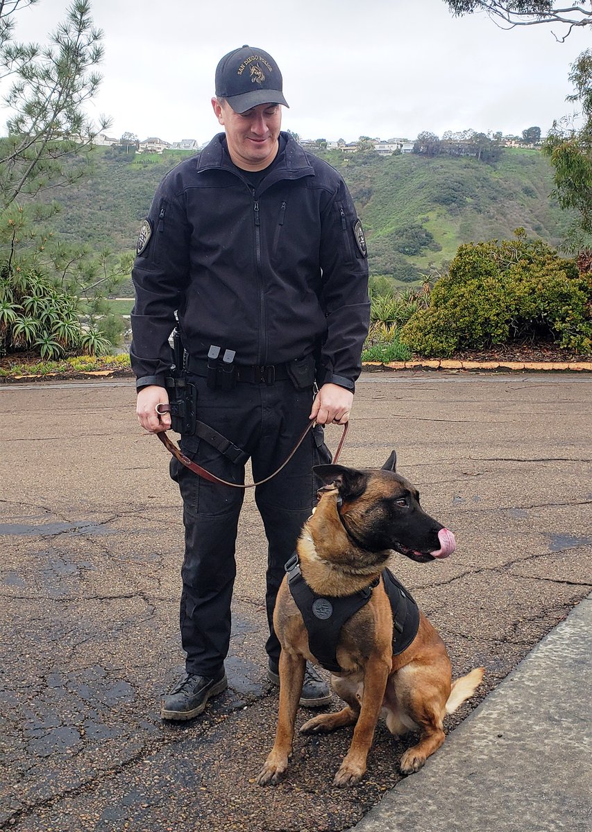 sdpolicefdtn's tweet photo. Meet Ace, a 5-year-old Belgian Malinois from the Netherlands. Ace is a dual-purpose police service dog. Read Ace’s story: https://t.co/3aLZdMgQX1
#k9 #k9unit #sdpd #policeservicedog #k9crimefighter #silversoiree #k9soiree https://t.co/DOiQyLHblh