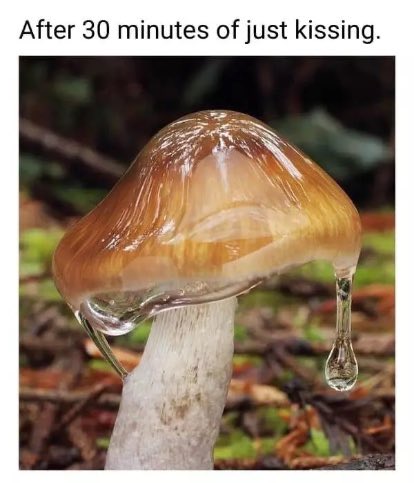 I am a mycophile 🍄