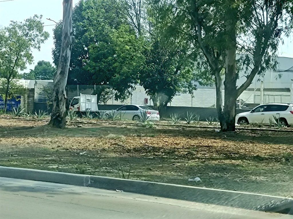 Tellmecuandoya's tweet photo. Miren amigos , estas son las únicas especies endémicas, que le interesa al Cartel Inmobiliario, colocar como parte de la obra pública. #Peribus #Jalisco #Mexico #agave #Crisisambiental
@CANAL44TV @ArborismoC @arboles_magicos https://t.co/7zYpIlygqL