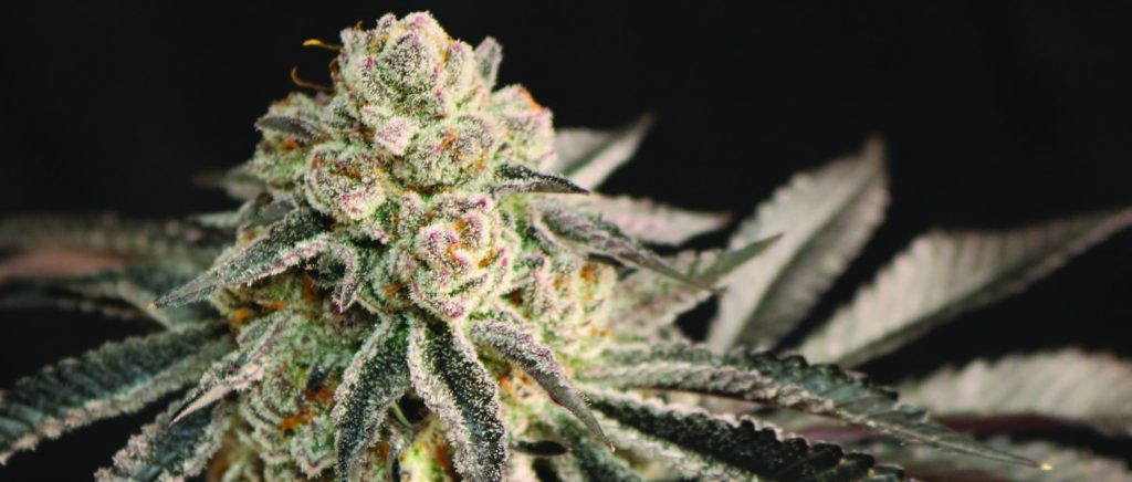 Ben Owens | The Hobby Grower tweet media