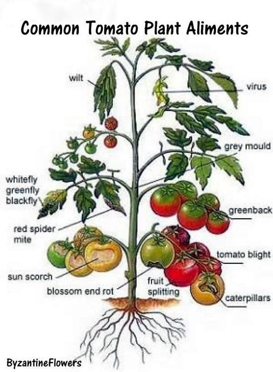 TOMATO AILMENTS AND TREATMENTS https://t.co/rtpDnfkgm6 have 9 Heirloom Seed Packages in Stock, Our Individual Varieties, New Fall 2022 Harvest Seeds, and Sale Priced Now.  https://t.co/KLjRkhC480…………………#garden #seeds #preppers https://t.co/zMpkJkXJci