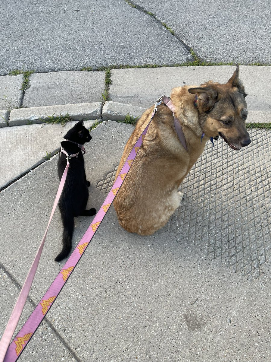 crazystrings80's tweet photo. @ShootaCat My good little girl Hannah with her big sis Lady on our walk last night! https://t.co/UsakdB055U