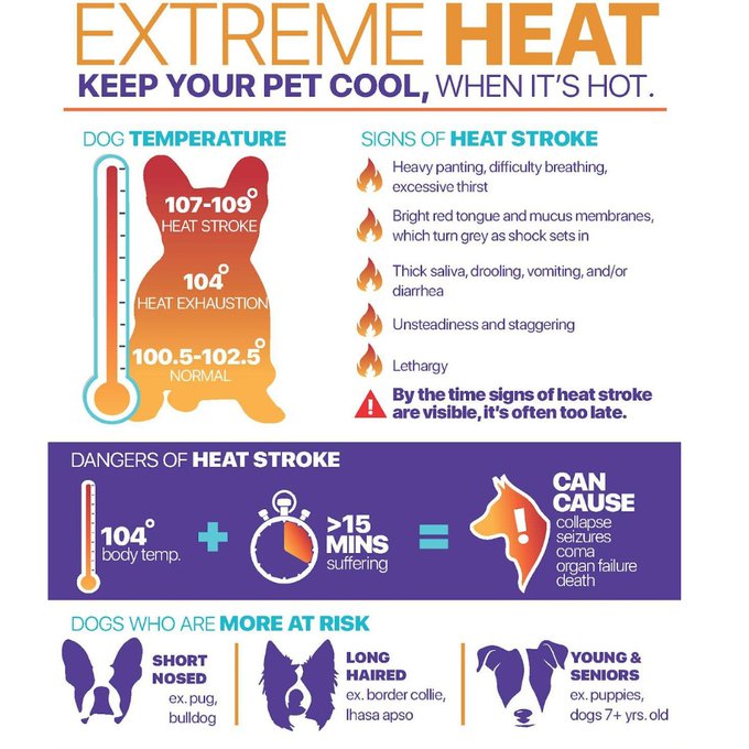 RialtoFireDept's tweet photo. 🌡️ Hot weather reminder! Keep your furry friends safe too!

🐾 Hydrate before/after walks.
🌿 Grass, not pavement.
💦 Water/shade breaks.
🚫 NEVER leave in a hot car! https://t.co/j4CtDpBCxf