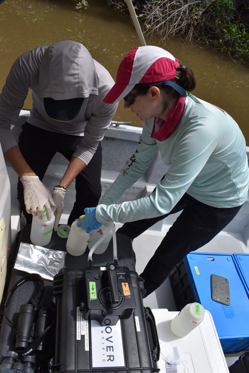 Our #genetic research on Largetooth #Sawfish highlights the importance of securing populations in the E Pac/Atlantic to conserve this genetically distinct lineage. Through local collaborators, we are supporting #eDNA surveys for this elusive species in these regions. #RhinoRay