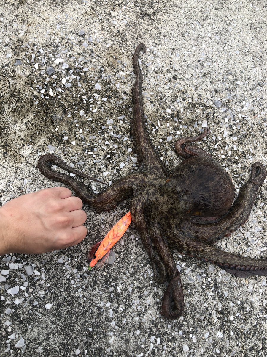 今朝もタコ釣り🐙
昨日に続き、目測1キロの良型を含む3杯キャッチ。にしても爆風やのにちゃんと等間隔で入ってるタコアングラーはタフやな。