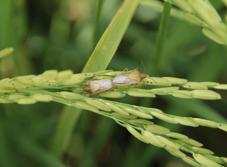 Good News: Endigo ZCX Approved for Rice Stink Bug Control in 2023
arkansascrops.uada.edu/posts/crops/ri…

#ARrice