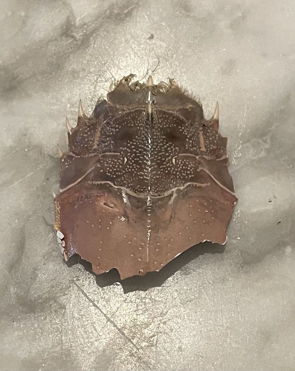 windermerehaze's tweet photo. does anyone know what animal this is from?? found in california https://t.co/u03a7KFitv