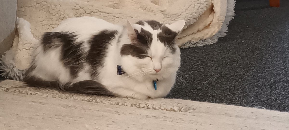 ness0100's tweet photo. @ShouldHaveCat He's just a boy https://t.co/v2CScdO3FL