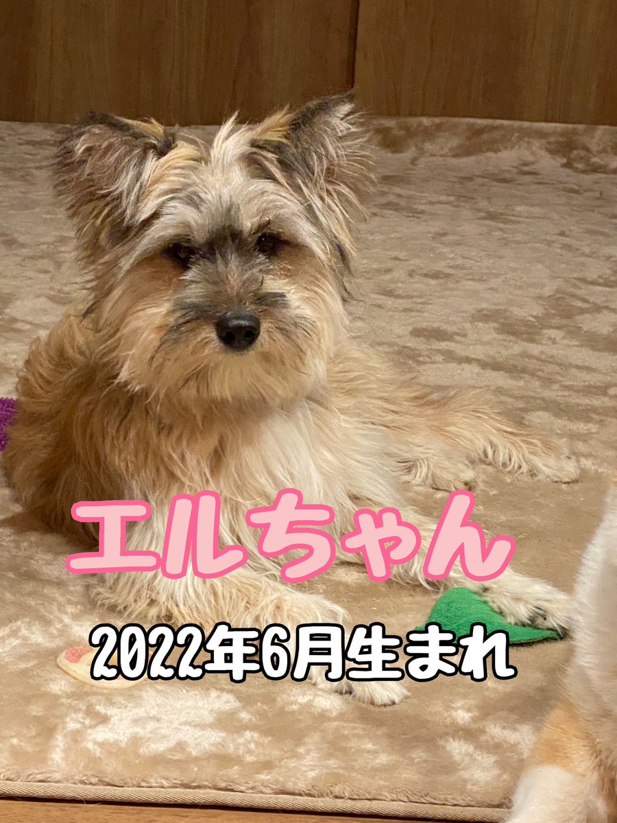 haru122k's tweet photo. 自己紹介🐶
（ナナは飼い主の実家に住んでます） https://t.co/VE8VpeAFRz