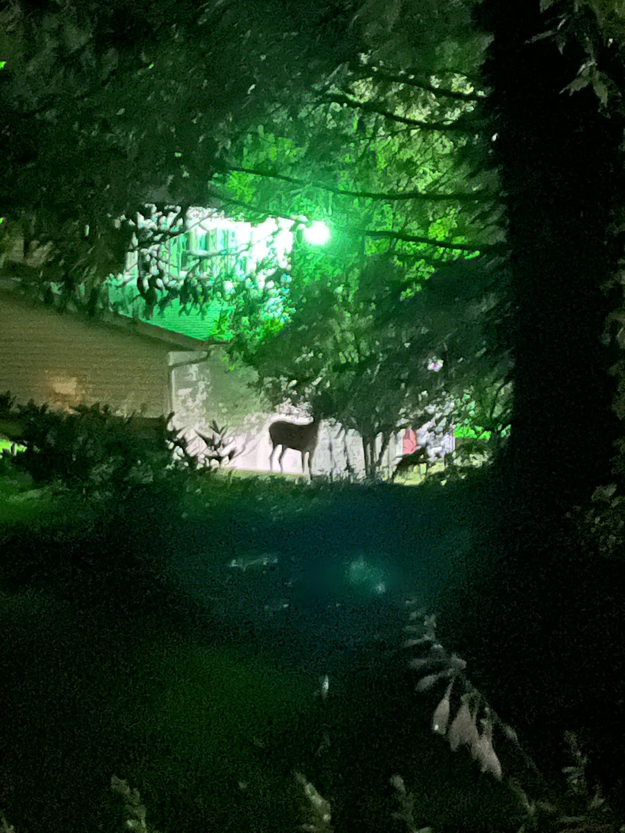 JenJoy's tweet photo. Wondering what that noise was, I find a deer eating the neighbors tree. #momvisit https://t.co/QrhYT4sS4N
