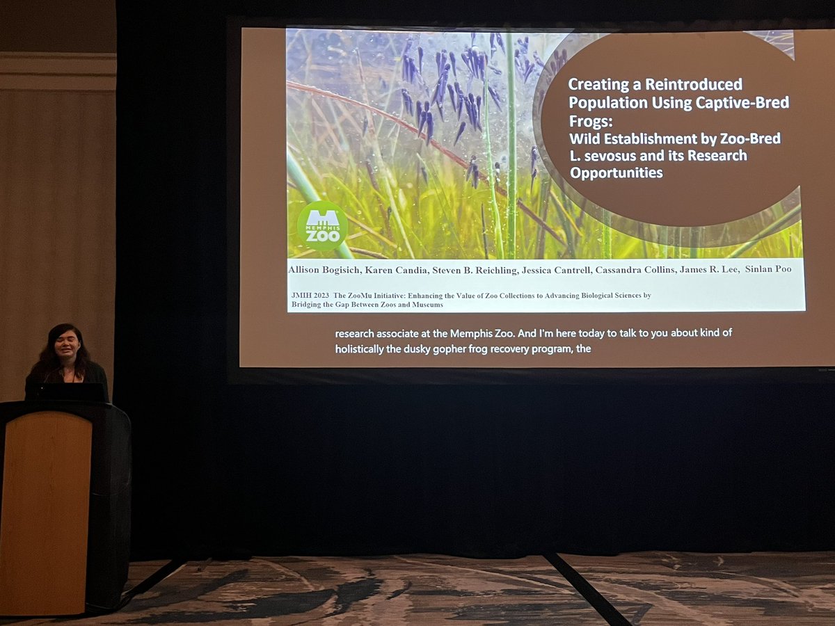SinlanPoo's tweet photo. @AllyBogi talking about the years of work on the #DuskyGopherFrog captive-breeding/release and #reintroduction program @MemphisZoo & sharing some exciting findings at the release site in recent years!
#JMIH23 #JMIH2023 #ZooResearch https://t.co/R4N4go0Jxq
