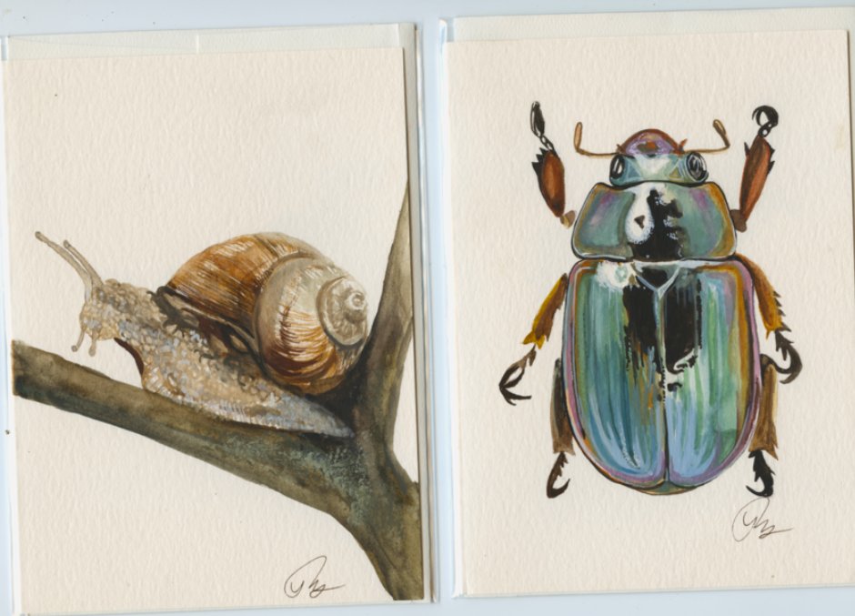 RubyWatercolor's tweet photo. New duo of hand painted cards in my shop!
#insect #macro #nature #insects #naturephotography #macrophotography #insectphotography #photography #insectsofinstagram #wildlife #butterfly #naturelovers #bug #perfection #bugs #world #entomology #of #photooftheday #flowers #captures https://t.co/uk6fo9K6vr