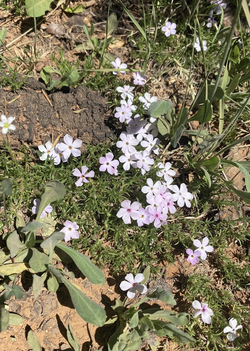 chop_mon's tweet photo. lil babies from Bryce Canyon!!!!💛 https://t.co/IGONT9o4jI