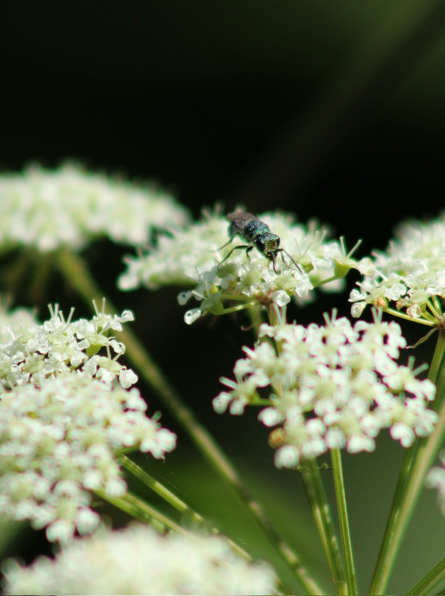 kimmaylou's tweet photo. 195/365*
Can't tell if this is an invasive plant or not. Or what kind of flying insect this is.
#aywmc #ayearwithmycamera #project365 #insects #insectphotography #bugs #bugsarecool #photoopportunity #photooftheday #closeup #flowers #flora https://t.co/PMKUAM23d0