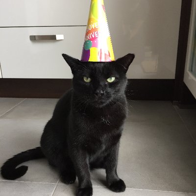 Pépito is dead, we have lost a great cat