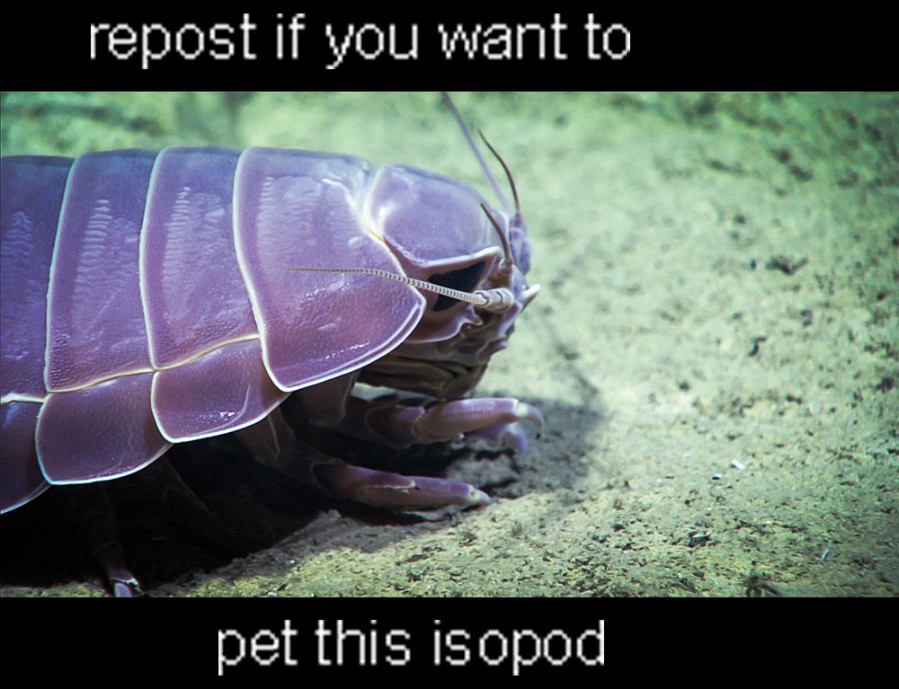IsopodBot's tweet image. It's real isopod hours