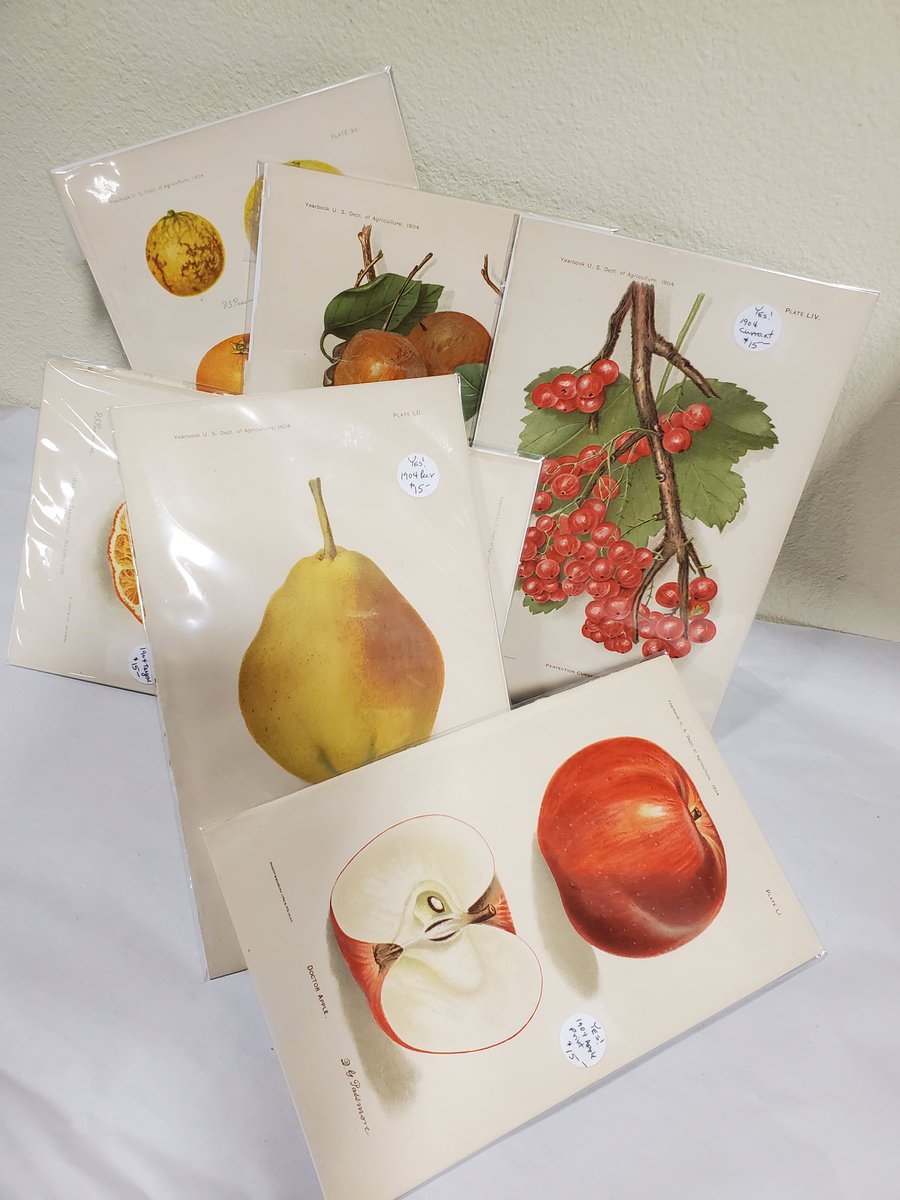 Antique botanical fruit prints - how delicious!

Booth #1

#antiqueprints #botanicalprints #fruit #delicious #whyc #seeyouatthefarm