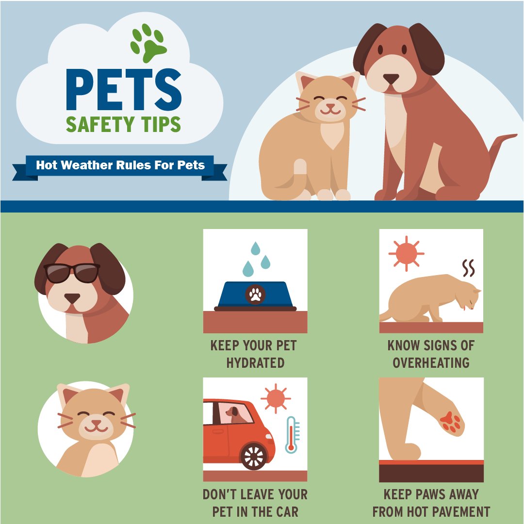healthyfresnoco's tweet photo. Hot weather is not safe for pets, keep them hydrated and at home.

#HealthyFresnoCounty #PetSafety #HeatPetSafety #ExtremeHeat #HeatSafety https://t.co/H34GoPSugj