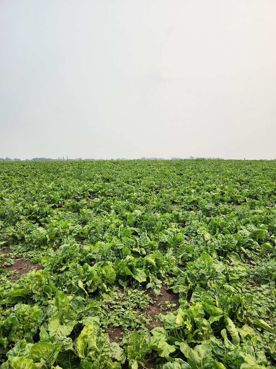 Great tour day in Lacombe! Saw some nice @NuseedUSandCA canola and snacked on some fodder beets!
#fodderlicious
