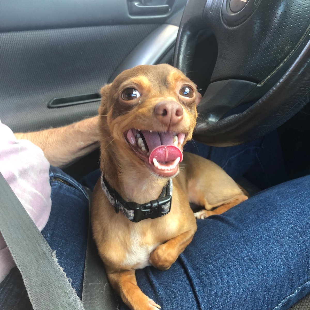 DaisyHunnell's tweet photo. Peanut Butter goes car riding ❣️🐾 https://t.co/uW1wkSGf57