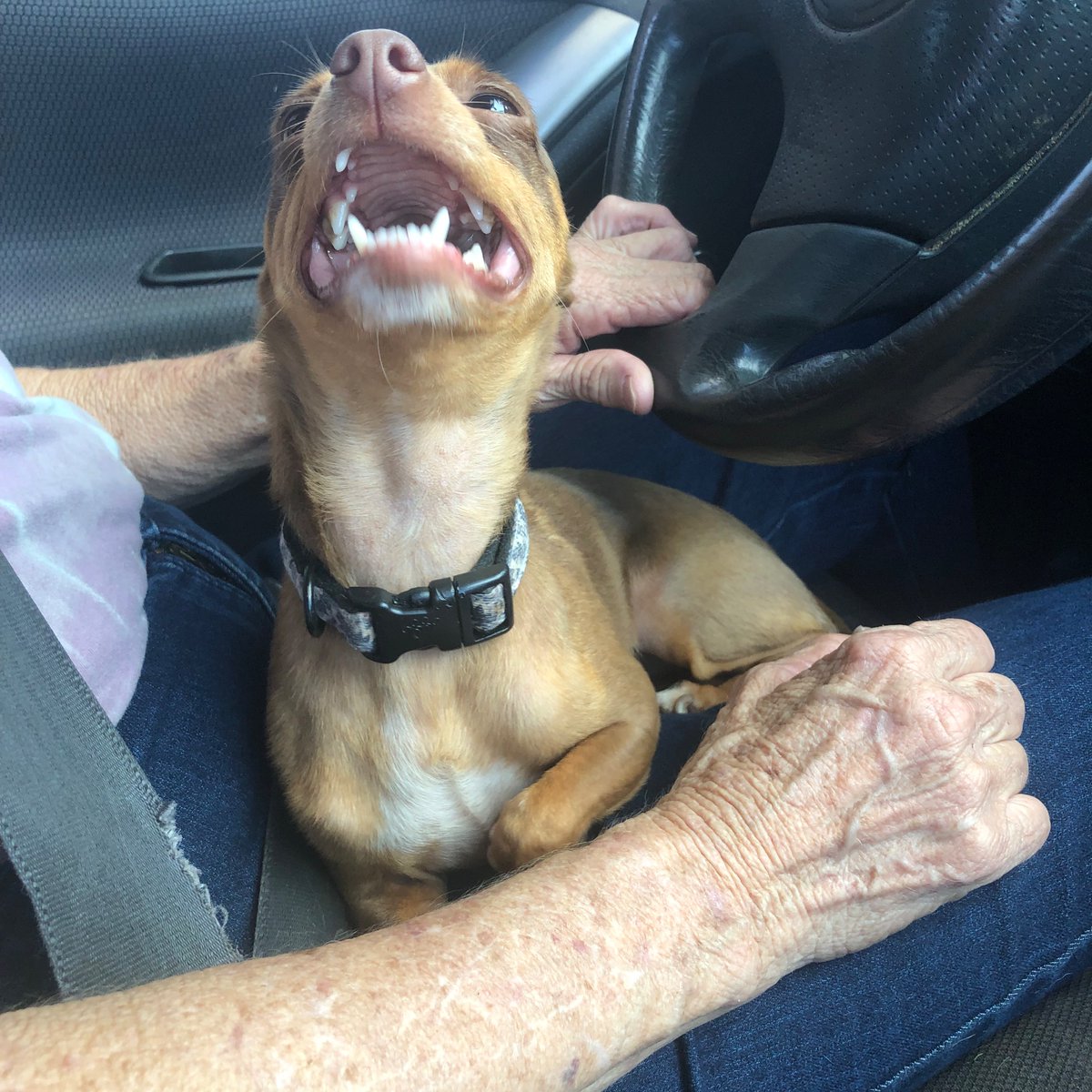 DaisyHunnell's tweet photo. Peanut Butter goes car riding ❣️🐾 https://t.co/uW1wkSGf57