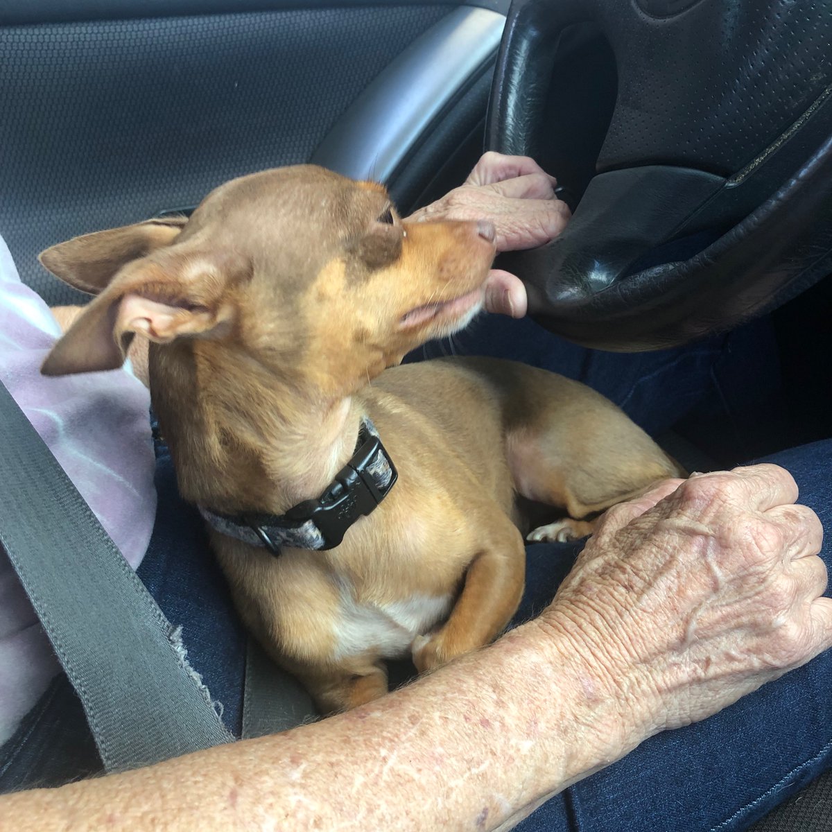 DaisyHunnell's tweet photo. Peanut Butter goes car riding ❣️🐾 https://t.co/uW1wkSGf57