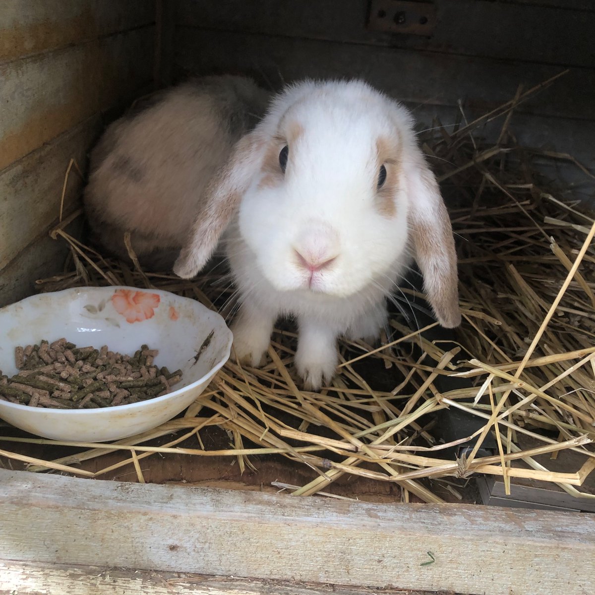 DaisyHunnell's tweet photo. Peaches the rabbit and her friend Sunflower Mocha ❣️🐰🐾 https://t.co/qr3ZC6y8uG