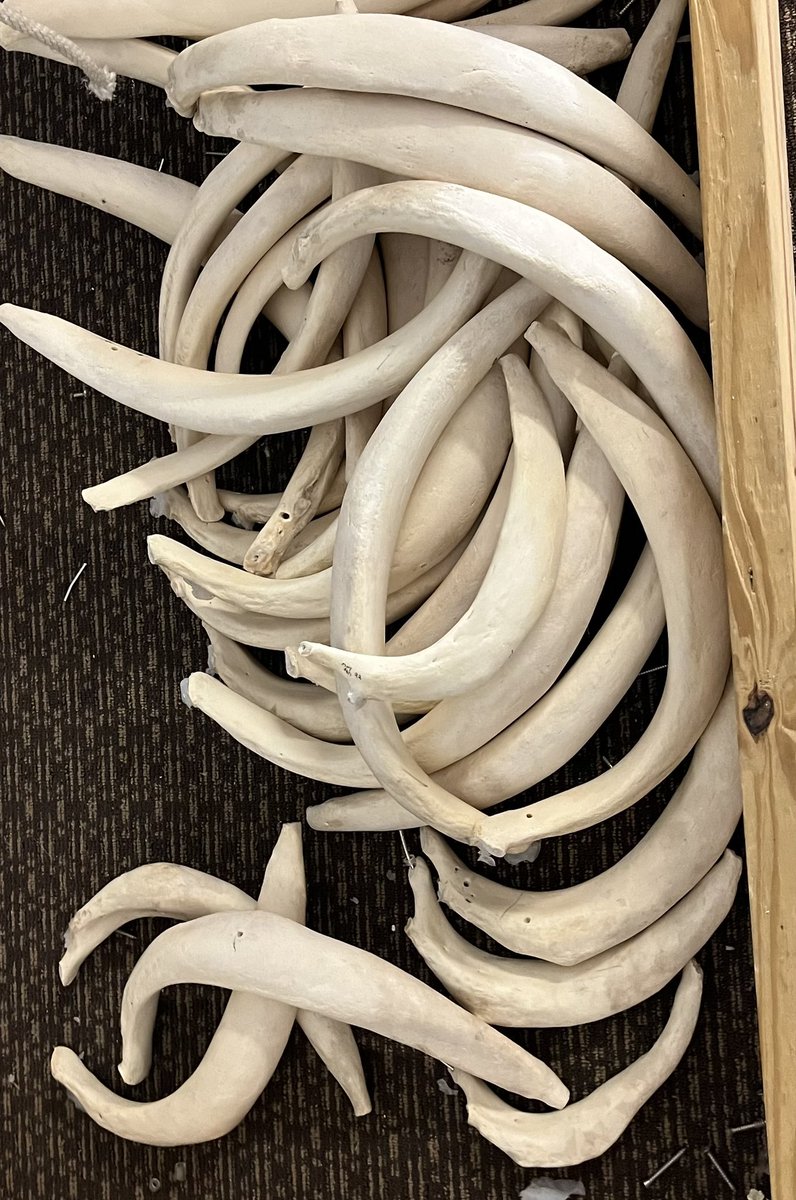BobbyPesto's tweet photo. Worked on disassembling a manatee skeleton at work today. Looks like a Flintstones rib cookout in here.
Sad we had to take it apart, it always sparked a lot of curiosity in the kids and parents but we were low on space.
#biofacts #Skeleton #science https://t.co/9LFOirqf74