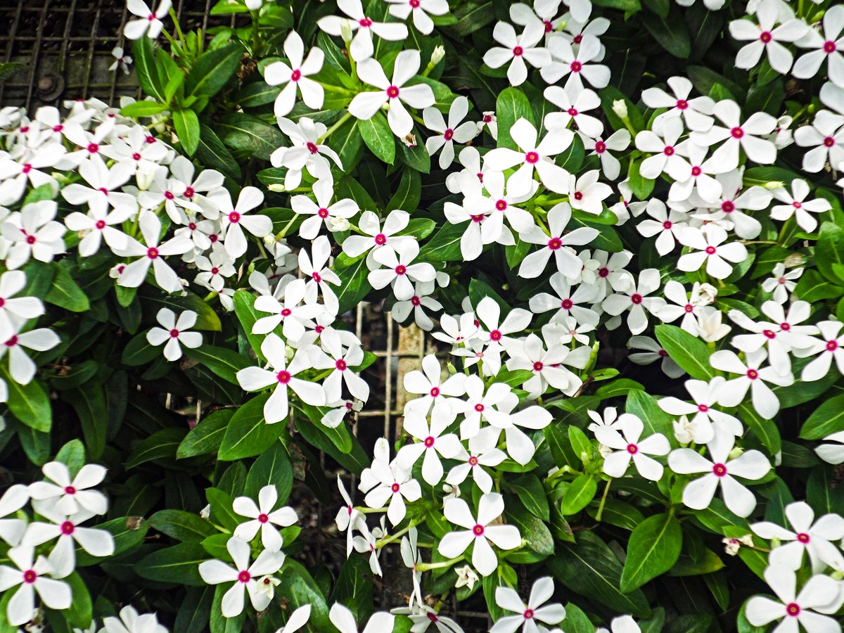 #FlowersOnFriday Playeras enanas