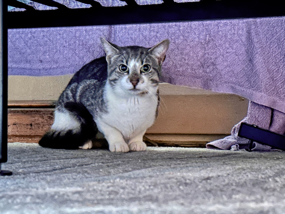 💞 Kitty Haven ⚥ 💞 tweet media