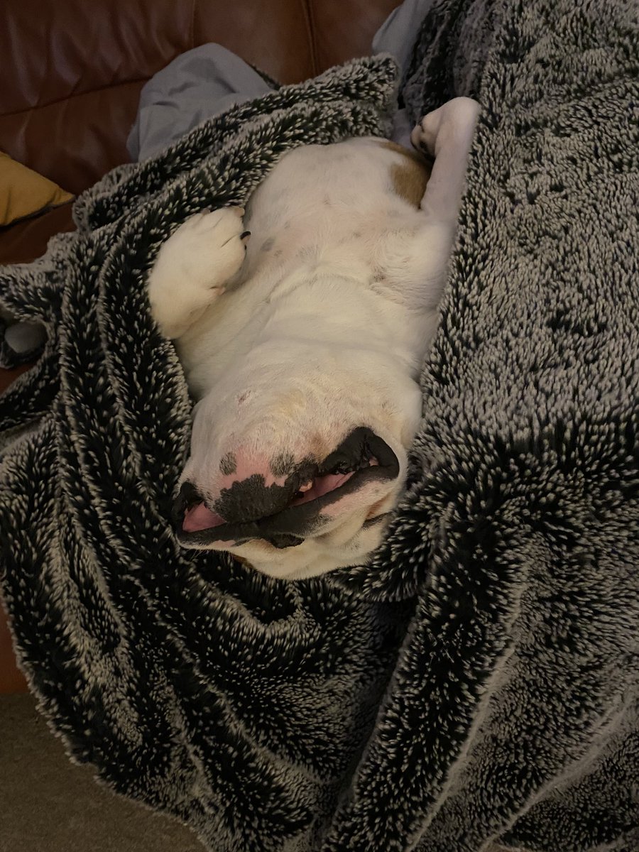 bulldog_harry's tweet photo. This is how we are rolling tonight, #ForbiddenSofa ✔️ #ForbiddenBlanket ✔️
Whilst dad is unaware cos he’s listening to #ArcticMonkeys #WinningLife #HarryTheBulldog #Bulldogs #DogsOfTwitter 🐶 🐾 💤 https://t.co/x90n3b2H9h