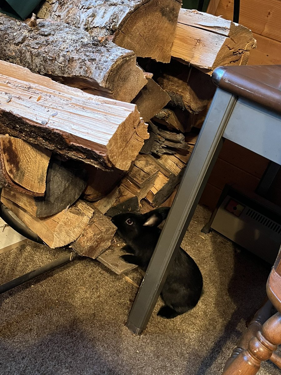 Emma89477095's tweet photo. Took baby Phae up to the cabin. She was very interested in the firewood https://t.co/vcqAInivRi