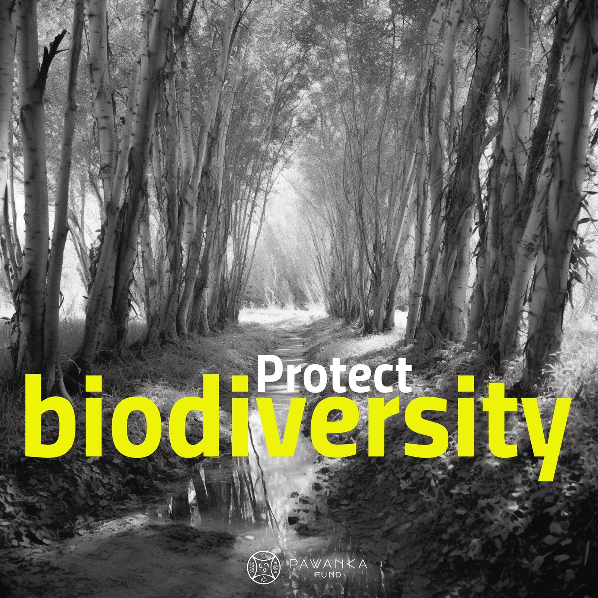 pawankafund's tweet photo. ⛰️🌿 Mountains are more than just beautiful landscapes. For Indigenous Peoples, they are homes full of life and biodiversity. Let's learn from their conservation and sustainable use practices 🫶🏼🫶🏽🫶🏾
#IndigenousGuardians #PawankaFund #IndigenousRights #NativeCommunities https://t.co/0c7BPiuTfp