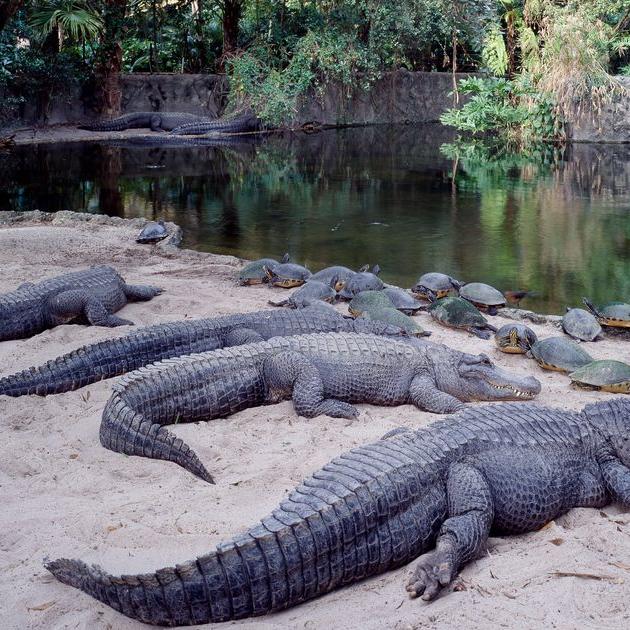 A social media video that appears to show him jumping into the park’s gator enclosure in Florida.
TikToker Arrested After Allegedly Breaking Into Busch Gardens, Entering Alligator Pit
Police tracked down Jacob Pursifull with the help of a social media video that appears to s... https://t.co/EGBUZWID87