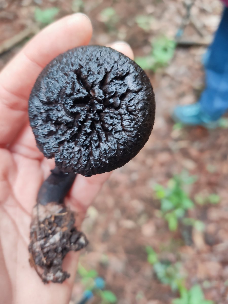 Fungi_Cosas's tweet photo. Pensamos que los #hongos son todos coloridos y brillantes pero nooo ¡Su diversidad en colores y formas es inmensa! 🎨🍄
Este es, probablemente, #Strobilomyces un hongo muy oscuro 🖤
¿Quieres ver, conocer y aprender de 🍄?
¡Ven a mis caminatas! #Fungicosashiking!
Info dm 📩 https://t.co/uo0xvSKEiW