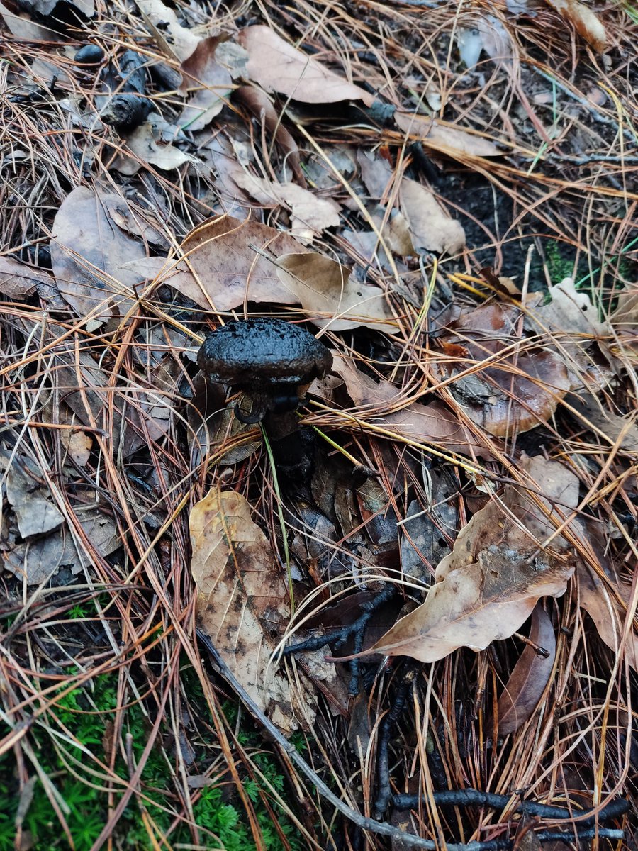 Fungi_Cosas's tweet photo. Pensamos que los #hongos son todos coloridos y brillantes pero nooo ¡Su diversidad en colores y formas es inmensa! 🎨🍄
Este es, probablemente, #Strobilomyces un hongo muy oscuro 🖤
¿Quieres ver, conocer y aprender de 🍄?
¡Ven a mis caminatas! #Fungicosashiking!
Info dm 📩 https://t.co/uo0xvSKEiW