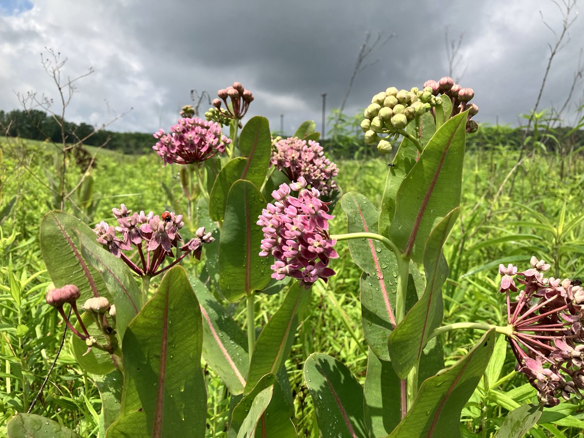 OSUMPrairie's tweet image. It&apos;s prairie season on @OSUMarion campus! Time to visit our restored native prairie and walk its 1.5 miles of trails. 

Prairies explode with flowers and plant diversity during July. You can expect peak bloom in our prairie in the latter part of the month.  #OhioPrairies