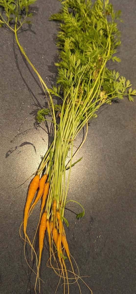 Maggie May 🍁🚀 🛰️📡 tweet media