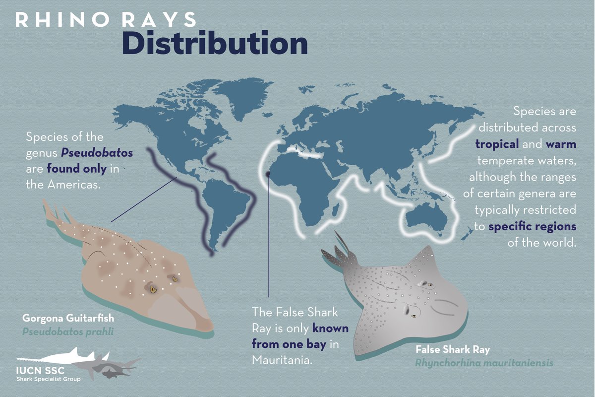 #Wedgefish & #GiantGuitarfish are the most #threatened elasmobranchs, surpassing #sawfish in their extinction risk. For some species, such as the Clown Wedgefish & False Shark Ray, their distributions, statuses, & habitats are largely unknown. #RhinoRay #SharkAwarenessDay