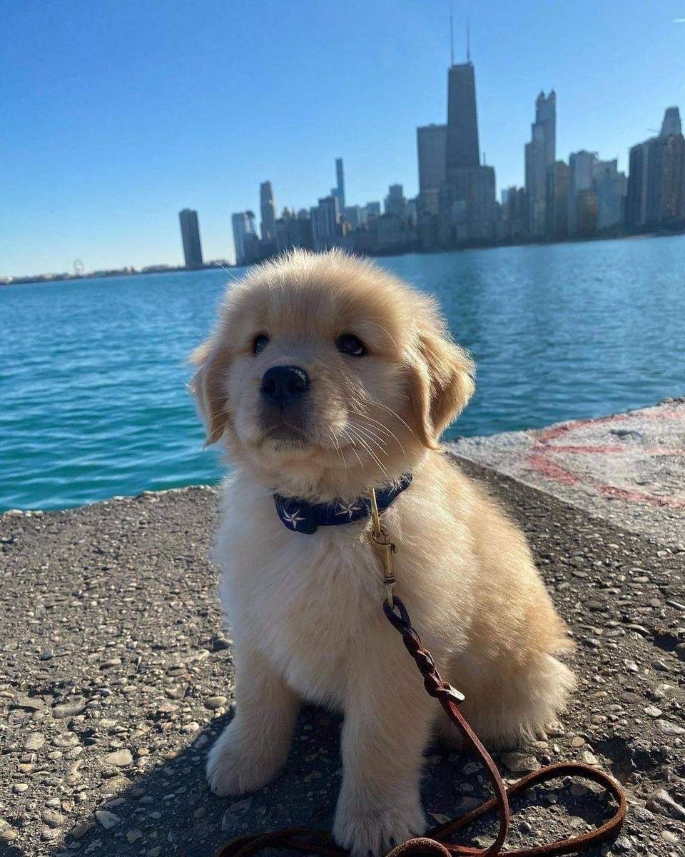 💖 (@twaniimals) on Twitter photo 