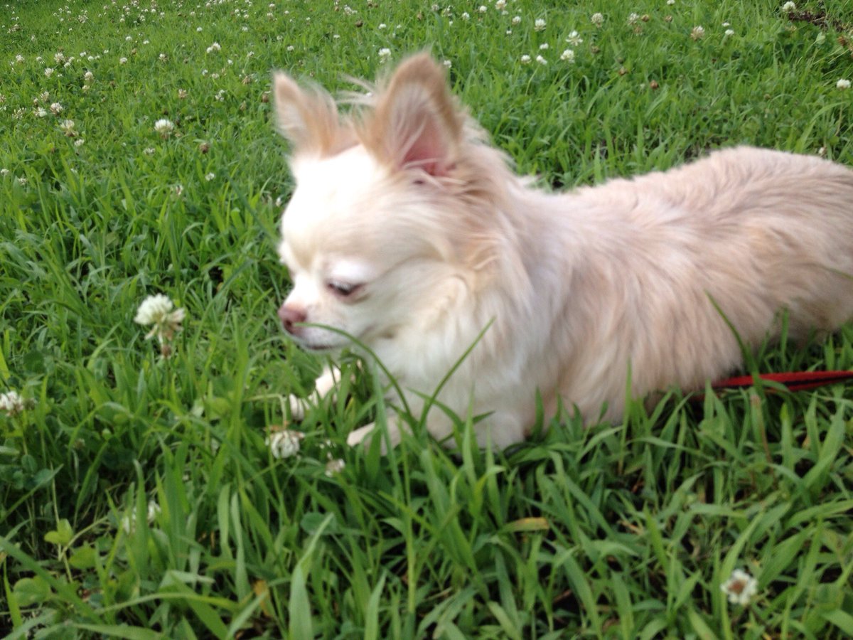 ロコちゃん天国に行っちゃった。
今までありがとう