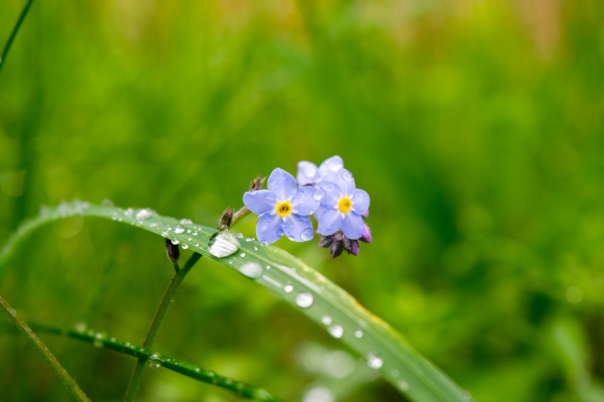 mondov on Twitter "Flowers are not really my thing but sometimes you