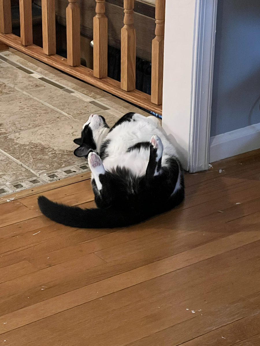 Enoughshed's tweet photo. Oh boy he’s not a kitten anymore #CatsOfTwitter #CatsOnTwitter https://t.co/quZc2xwFnf