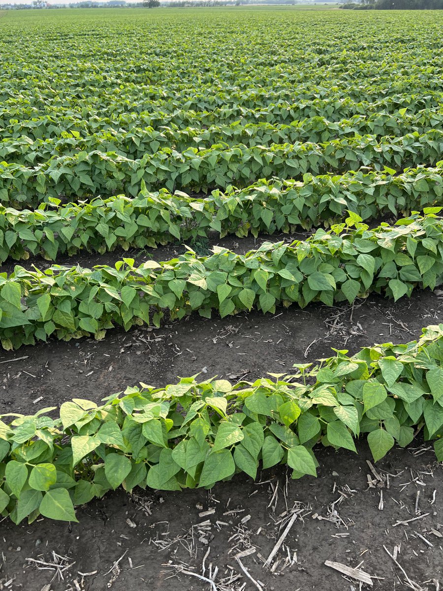 Striptill black beans. This looks like a great way to plant these.