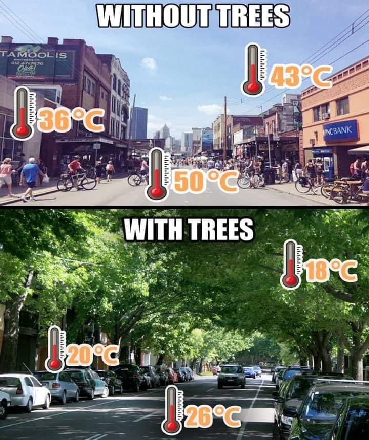 M17828764Marion's tweet photo. @peakaustria Plant trees, they cool urban areas https://t.co/AhzrXKlD92