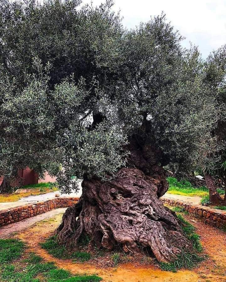 RT @Naila_Ayad: Oldest olive tree in the world, Jerusalem, Palestine. https://t.co/1A4e5d41eb