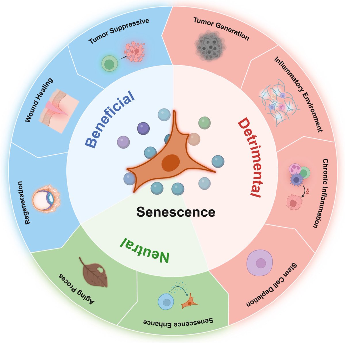 agingdoc1's tweet photo. Cellular senescence in asthma: from pathogenesis to therapeutic challenges

https://t.co/nFrZzx58jO https://t.co/E9uEAGsB72