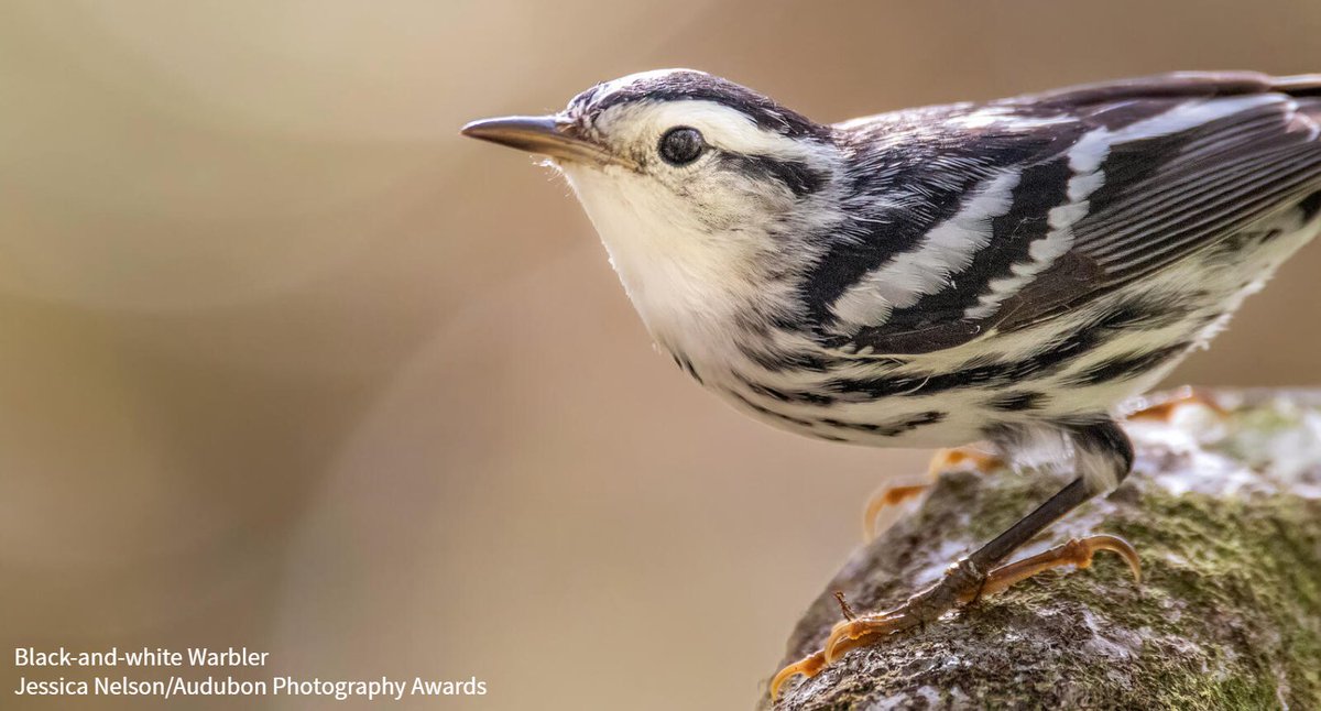 Pledge to stand with us as we call on building owners, managers, and homeowners to turn off excess lighting during migration season to prevent needless bird deaths and ensure that birds have safe and #BirdFriendly passage when it's time to migrate. bit.ly/3Dfe01O