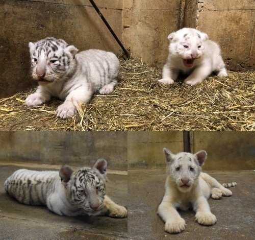 昨日、NHKほっとぐんま630の放送内で、当園で生まれたホワイトタイガー