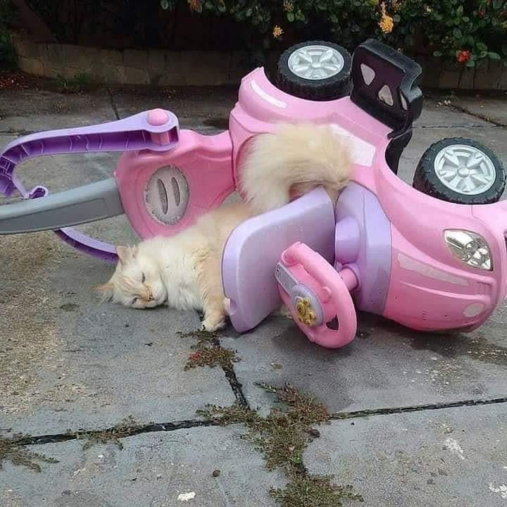 TranslatedCats's tweet photo. Die peacefully on the pink car https://t.co/Y0AClQtkza